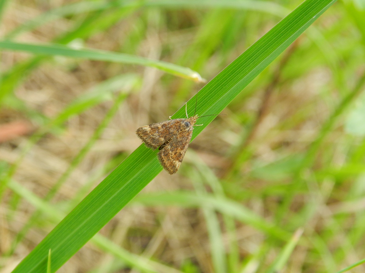 ID farfallina prataiola